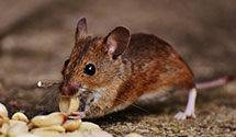 24 Hour & Emergency Exterminators in Zionville, NC